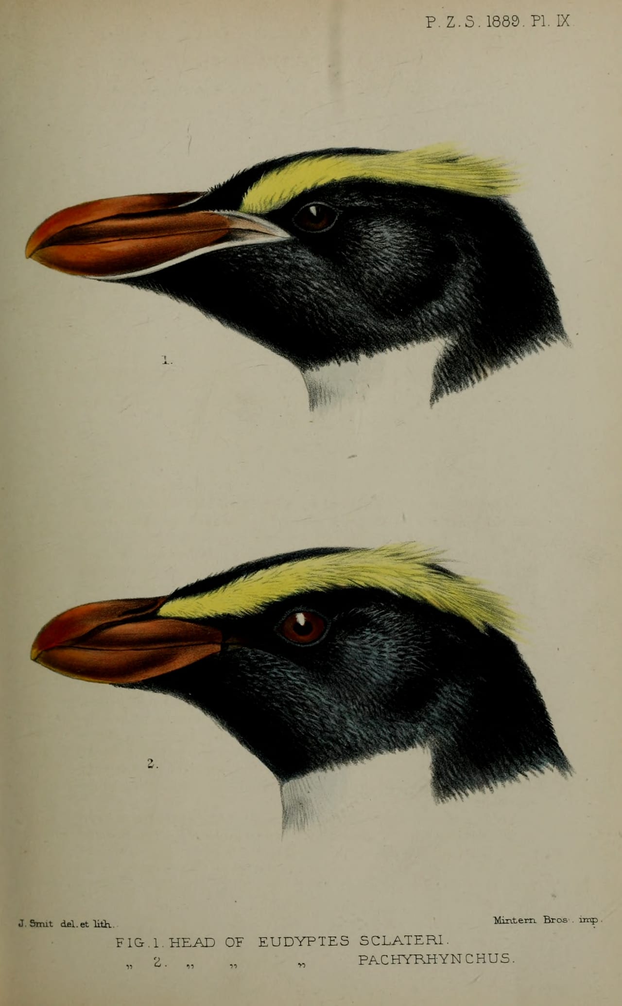 Tučňák Sclaterův - fotografie z Wikimedia Commons