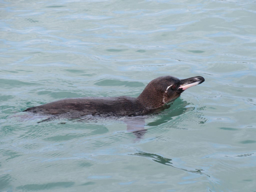 Tučňák galapážský - fotografie z Wikimedia Commons