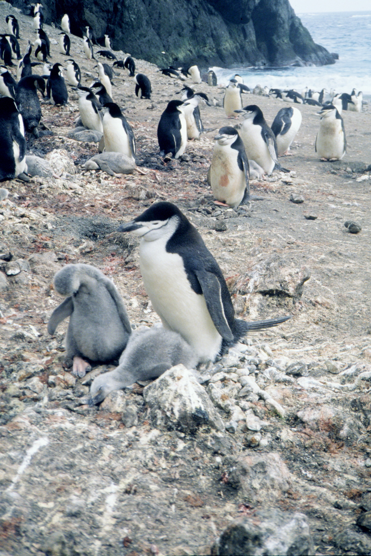 Tučňák uzdičkový s mláďaty na Seal Island