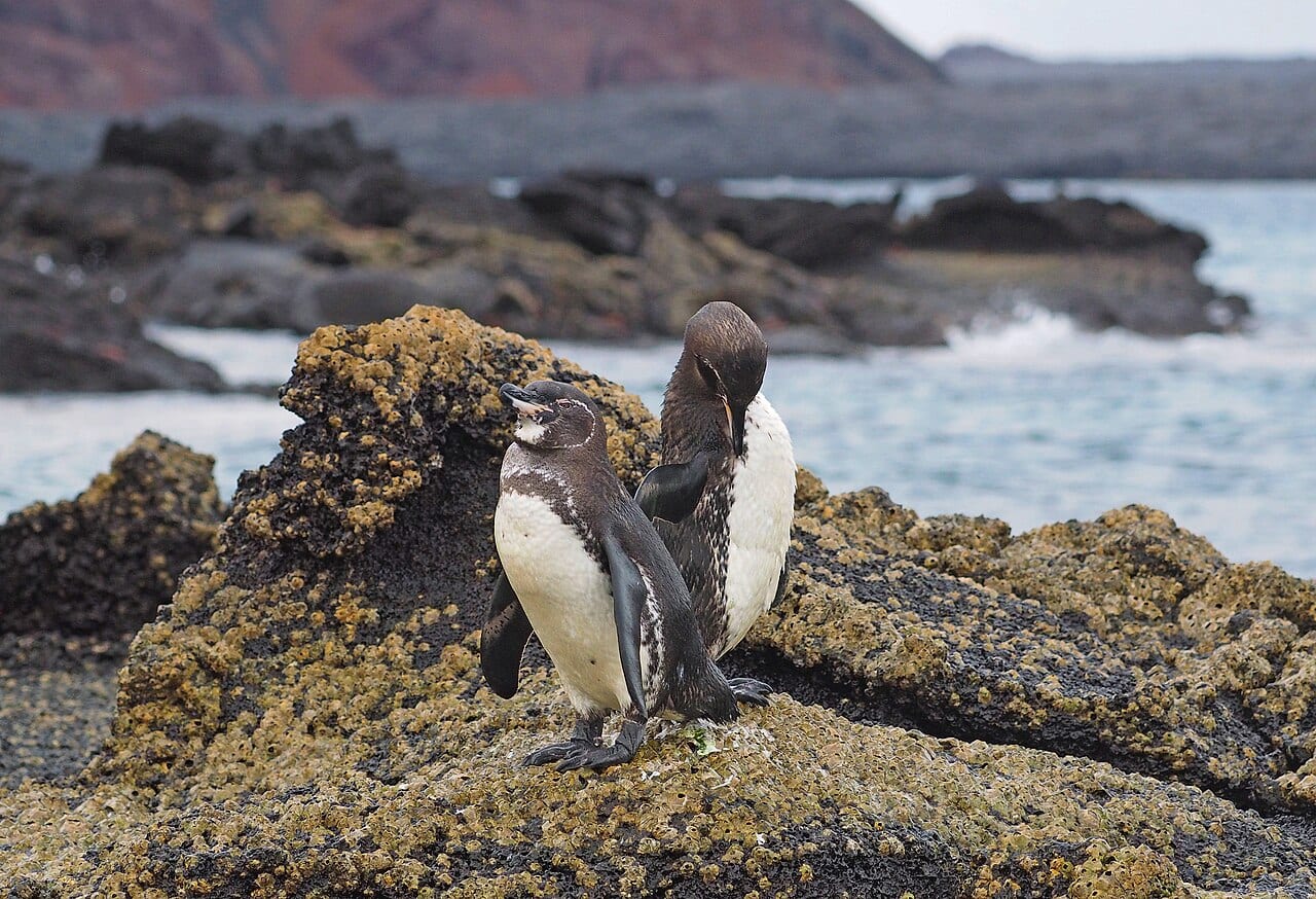 Tučňák galapážský - fotografie z Wikimedia Commons