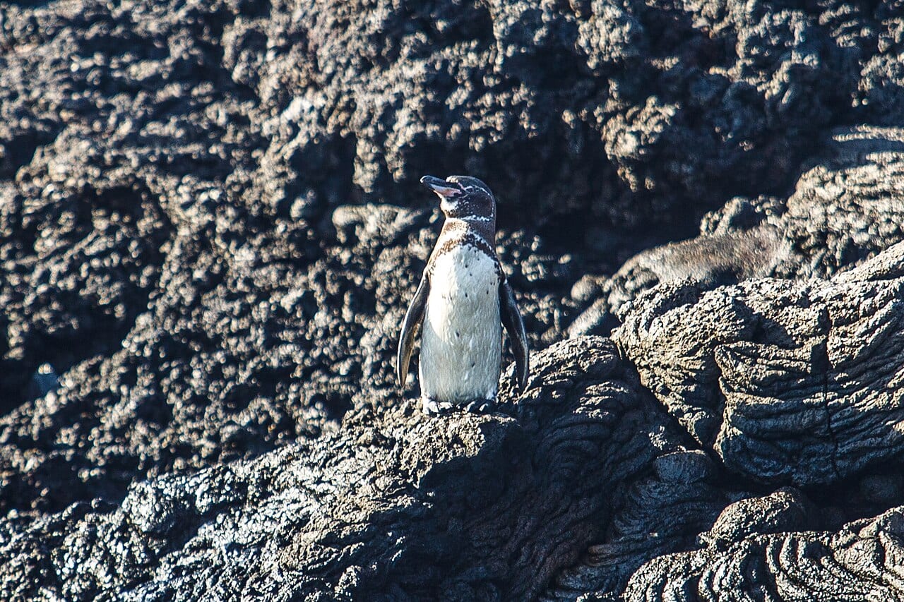 Tučňák galapážský - fotografie z Wikimedia Commons
