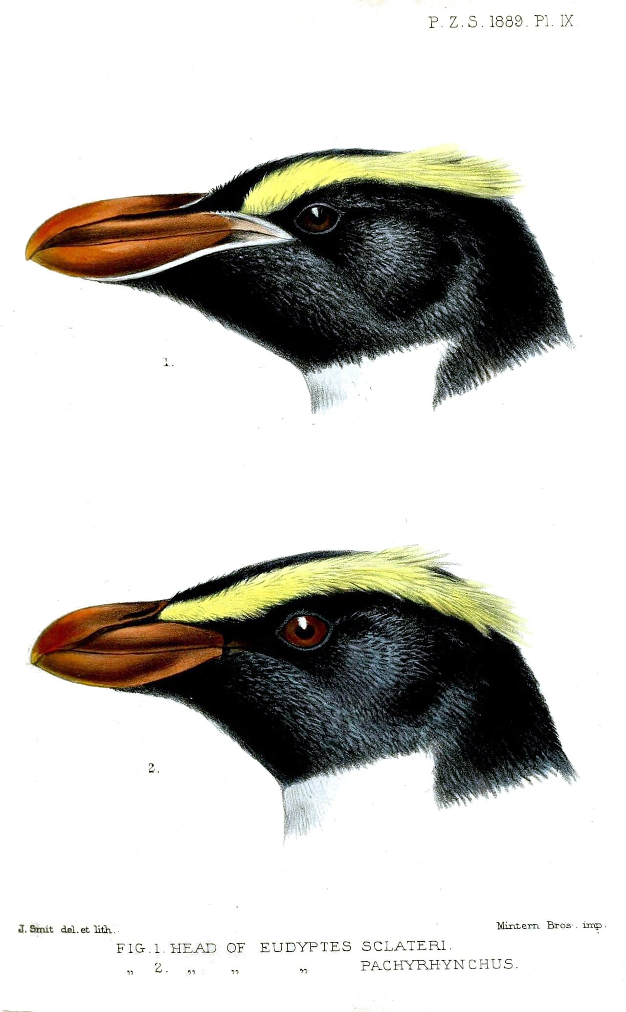 Tučňák Sclaterův - fotografie z Wikimedia Commons