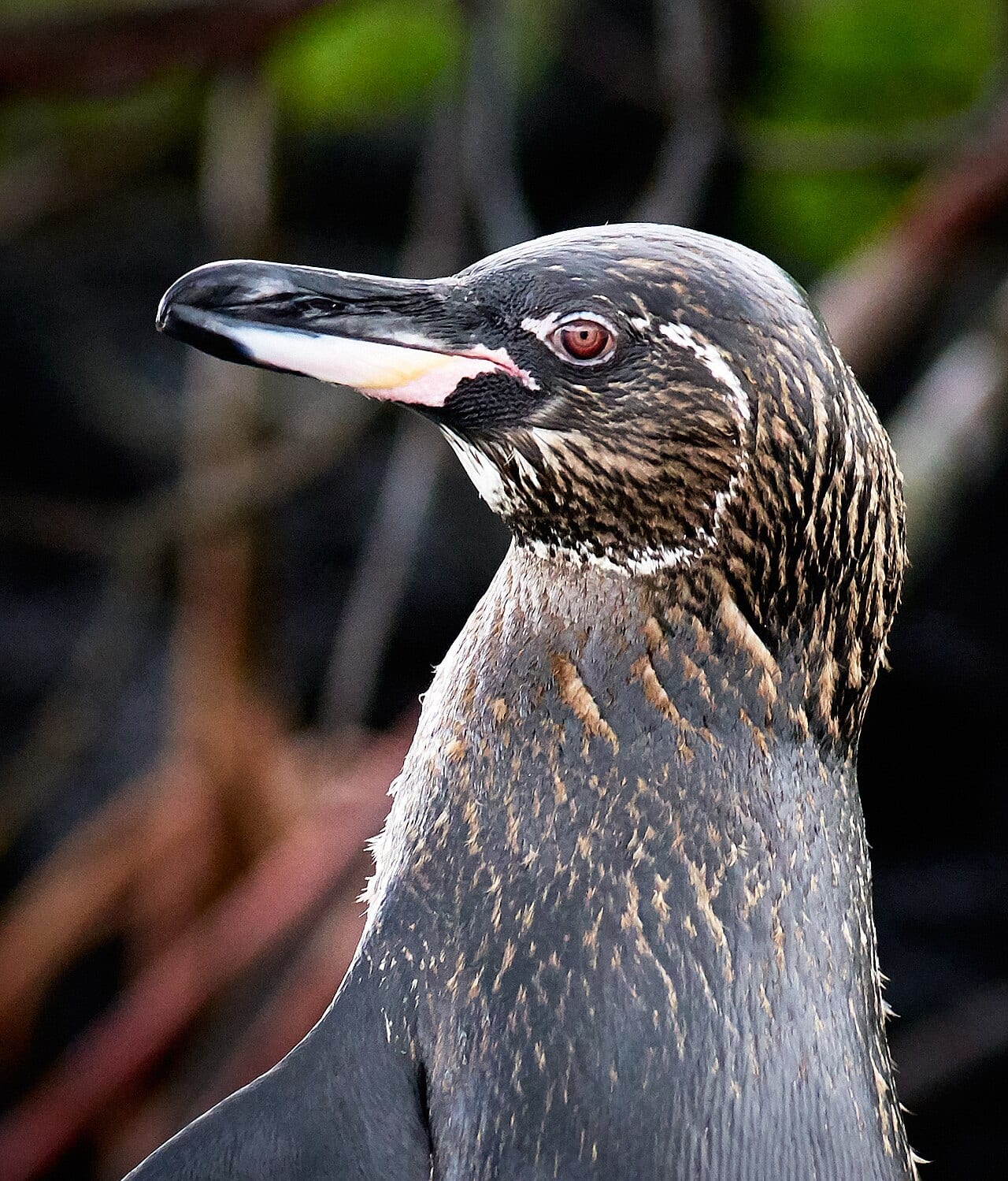 Tučňák galapážský - fotografie z Wikimedia Commons