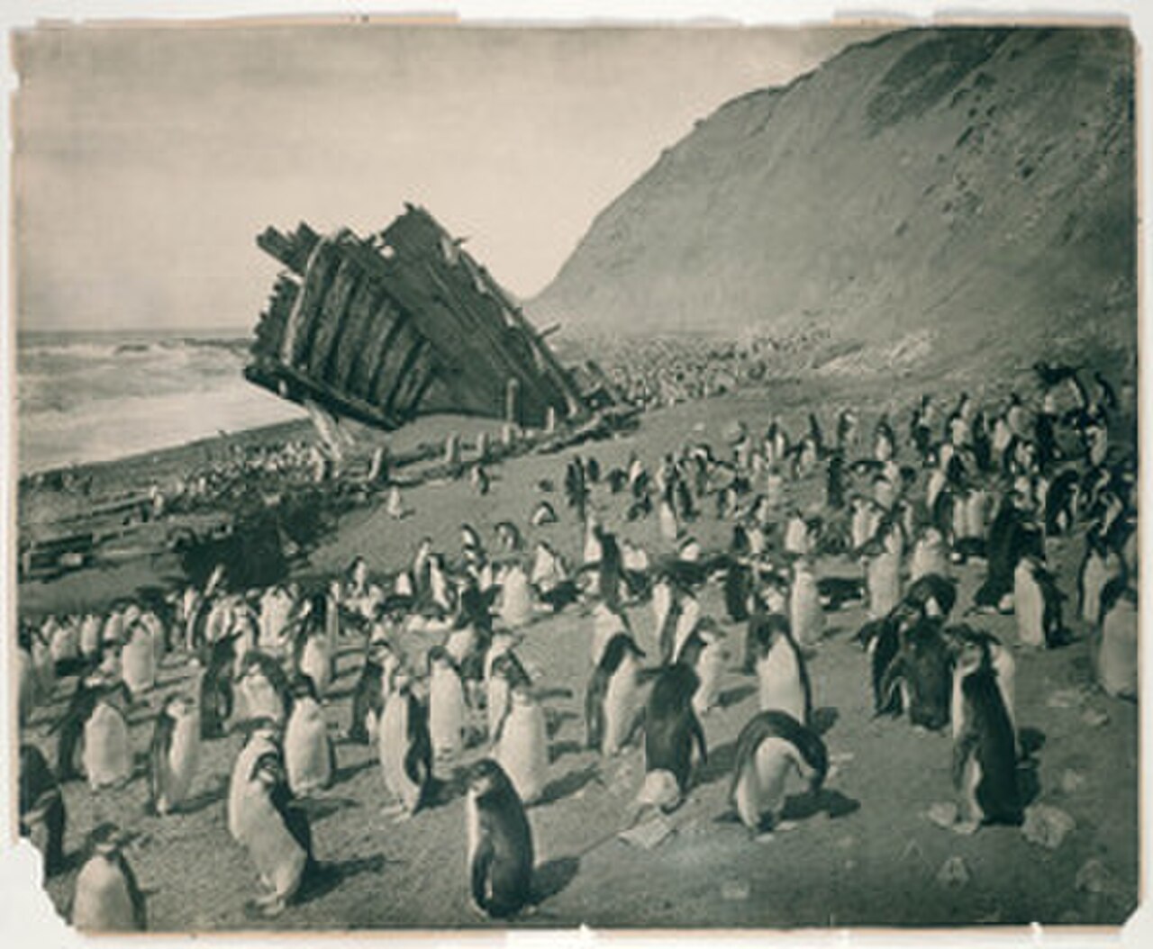 Vrak lodi Gratitude na ostrově Macquarie, 1911 - historická fotografie z období Hatchovy zpracovatelské stanice.